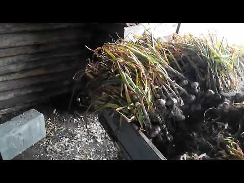 Видео: Урожай чеснока 2025 года убран.