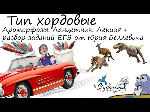 Видео: Тип Хордовые. Ароморфозы. Ланцетник, миноги. Лекция и разбор заданий от Юрия Беллевича