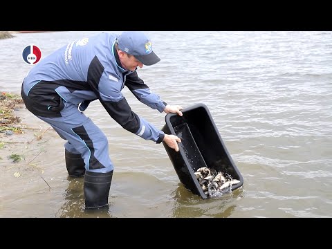 Видео: В Свердловской области провели масштабное зарыбление уральских водоёмов