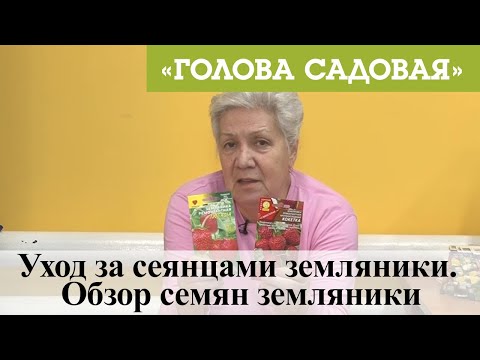 Видео: Голова садовая - Уход за сеянцами земляники. Обзор семян земляники