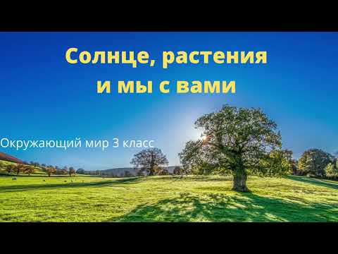 Видео: Солнце, растения и мы с вами
