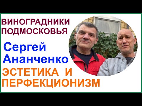 Видео: Виноградник Сергея Ананченко, город Александров 01.09.2022