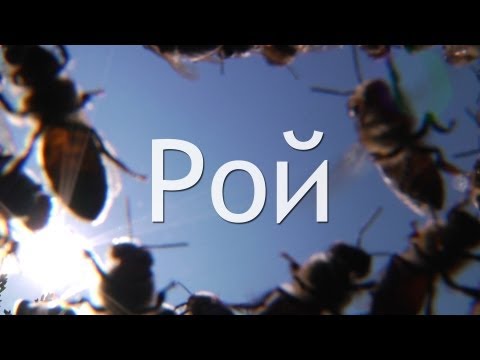 Видео: Основные причины роения