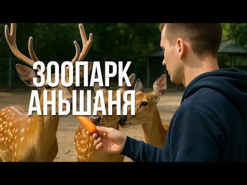 Видео: А под ногами цветут лотосы. Прогулка по зоопарку и Парку 219 в Аньшане.