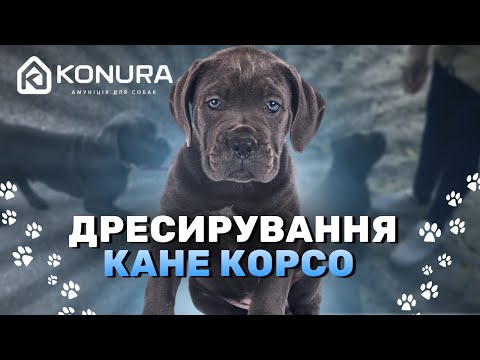 Видео: Дресирування кане корсо