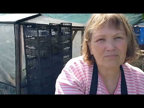 Видео: саме простий спосіб укорінення вусів окремо від кущів.