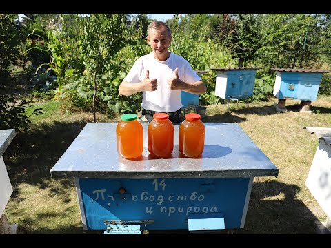 Видео: Карника - это когда мёда больше чем пчел
