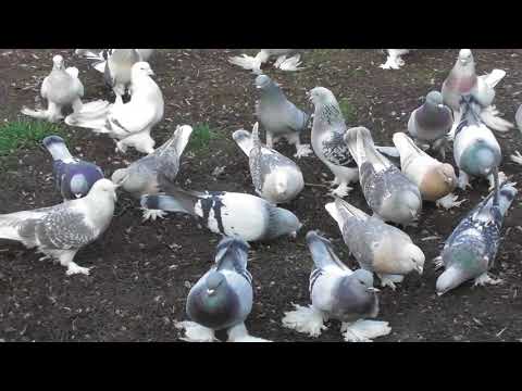 Видео: Моя вторая голубятня и голуби | My second dovecote and pigeons