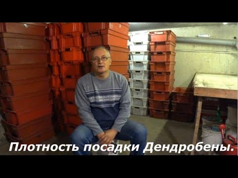 Видео: Плотность посадки Дендробены. Экономия времени, субстрата и площадей.