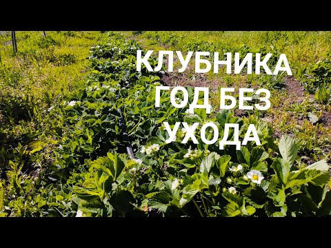 Видео: КЛУБНИКА один год без ухода🍓