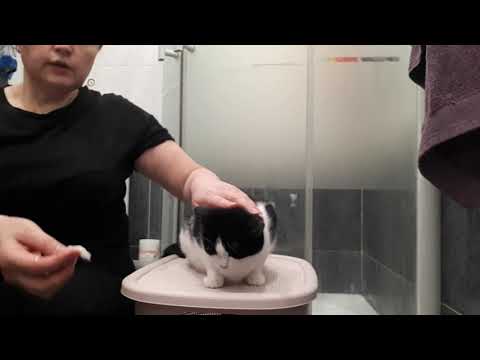 Видео: Лечим кошачье акне у кошки