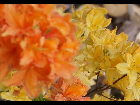 Видео: РОДОДЕНДРОНЫ в Подмосковье, часть 1