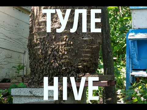 Видео: Плетене на тръвна/ туле част първа  | Crafting primitive bee hive part one