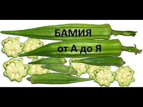 Видео: БАМИЯ от А до Я.