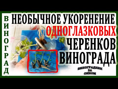 Видео: 🍇 5 мг Этого + 1 лайфхак! Даже одноглазковые черенки мощно обрастают корнями. Укоренение винограда.