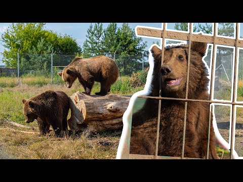Видео: Як рятують диких ведмедів під Києвом від цирків, звіринців та приватних зоопарків