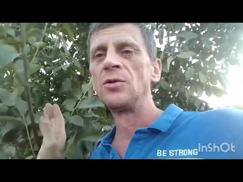 Видео: Рефрактометр в ореховом саду. Контроль качества жизни сада.