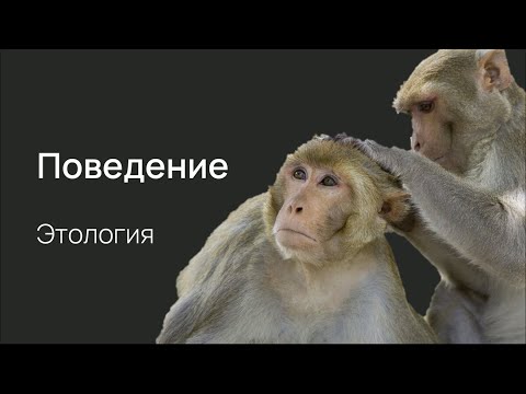 Видео: Нейробиология поведения. Инстинкты