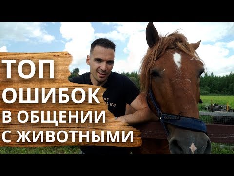 Видео: Основные ошибки в общении с животными | Как общаться с животными и как любить животных