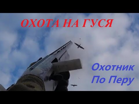 Видео: Охота на гуся " Первые налеты"