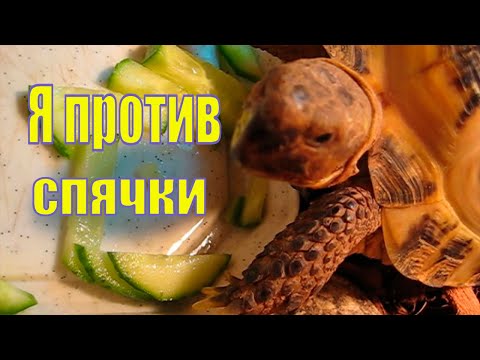 Видео: НИ КАКОЙ СПЯЧКИ ДЛЯ ЧЕРЕПАХИ /ФИЛЬКА ПЛАВАЕТ В ВАННОЙ