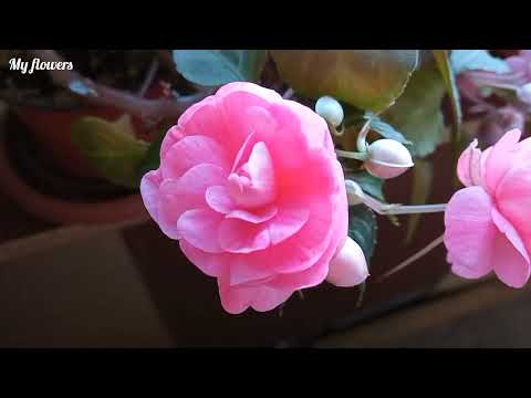 Видео: Уход за Бальзамином в домашних условиях.Подробная информация.