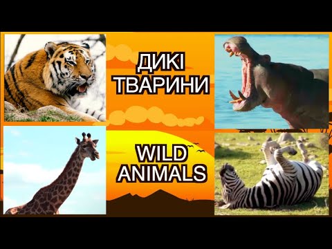 Видео: ДИКІ ТВАРИНИ для дітей. Звуки, голоси, цікаві факти. Wild animals. Тімака розвиваючі мультики.