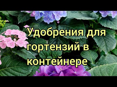 Видео: Удобрения для гортензий в контейнере.