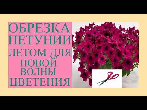 Видео: Обрезка петунии в июле для омоложения куста и 2 волны цветения. Стричь или не стричь петунию летом?