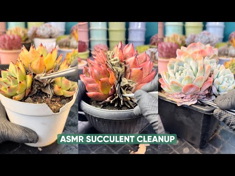 Видео: ASMR Уборка суккулентов 🍃 Приятные звуки чистки и хруста сухих листьев
