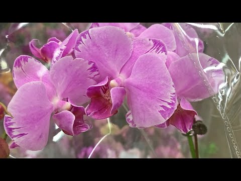 Видео: Про то как ездила по цветочки. Орхидеи в ОБИ МЕГА Дыбенко.