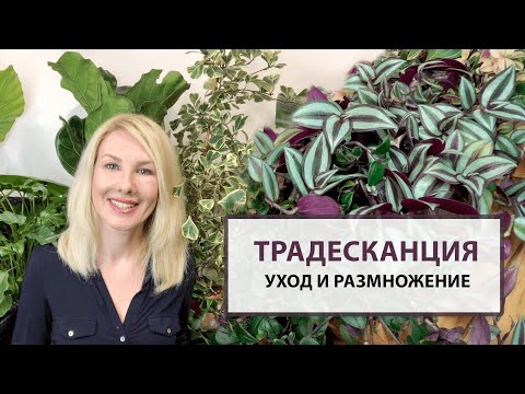 Видео: Традесканция – уход и размножение