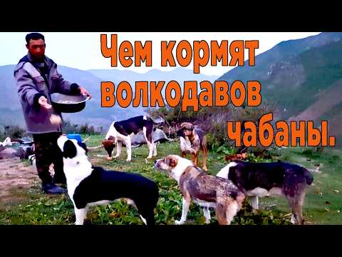 Видео: Колобки для волкодавов. Чем кормят собак чабаны.