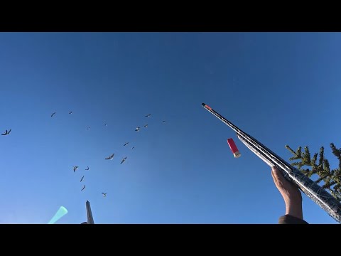 Видео: Ждем гуся на болоте. Охота на гуся