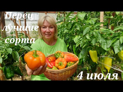 Видео: Перец спеет Выбирала скороспелые и ЛУЧШИЕ СОРТА.Что получилось.Ваши вопросы.