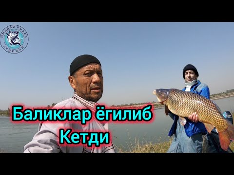 Видео: ХАР ТОРТГАНДА БАЛИК ЧИКЯПТИ