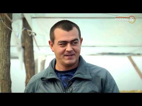 Видео: 105/20 Выращивание лука на перо!  Простые советы! Репортаж для телевидения.