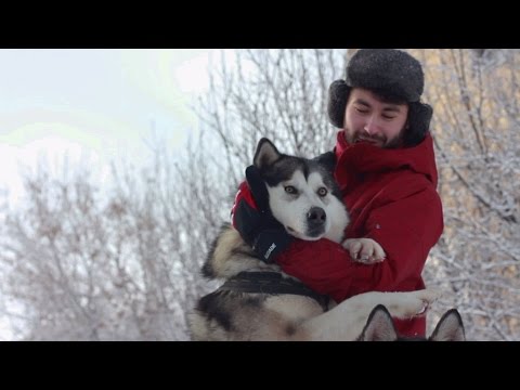 Видео: "В одной упряжке. Прогулка с маламутами" - фильм о ездовых собаках