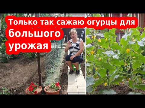 Видео: Огурцы в открытом грунте: когда и как это делать семенами