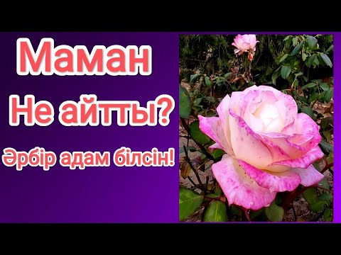 Видео: Маман не айтты? Раушан гүлін баптау#цветок