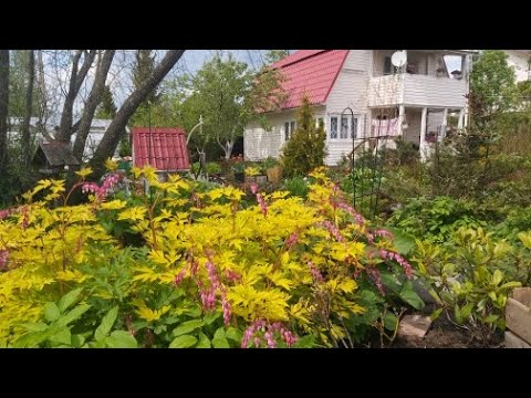 Видео: Сад для души в мае! Впервые на канале!