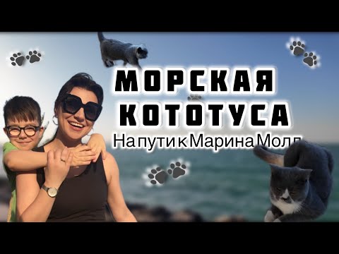 Видео: Не поверите, сколько здесь котов! Морская КОТОТУСА 🐱🌊