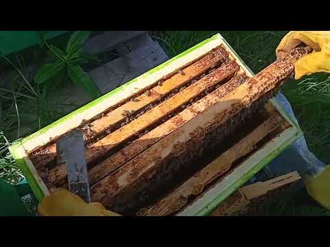 Видео: 10 августа, смотрим состояния Пчелосемей в 6 рамочных ульях ППУ на рамку Рут. Пчела Карника