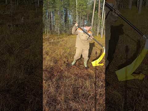 Видео: сбор ягод, клюквы, комбайном с длинной ручкой.