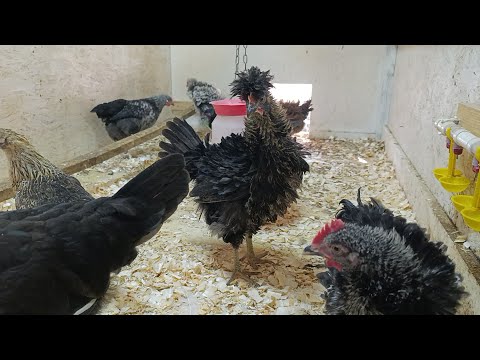 Видео: Старухи не пускают на насест.🤨