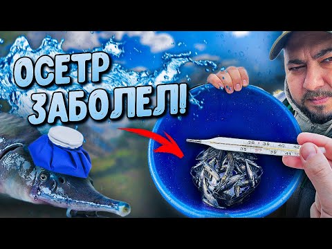Видео: Осетр заболел! Пробуем лечить