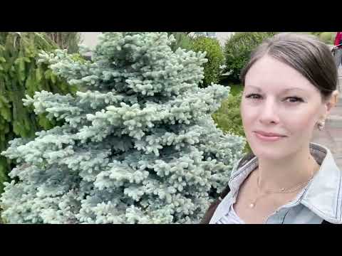Видео: КРАСНОЯРСК РОЕВ РУЧЕЙ ПАРК ФЛОРЫ И ФАУНЫ ИЮНЬ 2022
