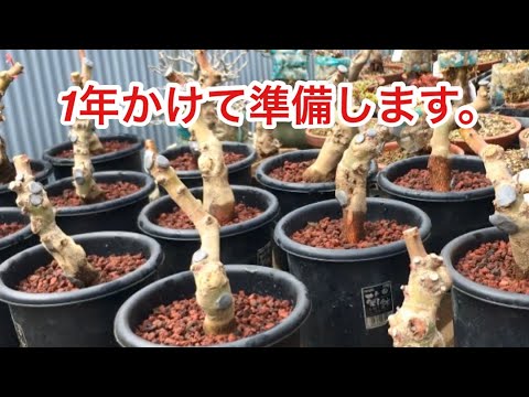 Видео: Я готовился целый год, чтобы сделать небольшой осенний бонсай.・ Ветки бонсай Куромацу