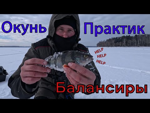 Видео: Окунь на балансиры в Эхолоте Практик! Учинское водохранилище