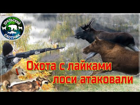 Видео: Охота с TG3 на лося и неожиданная атака.